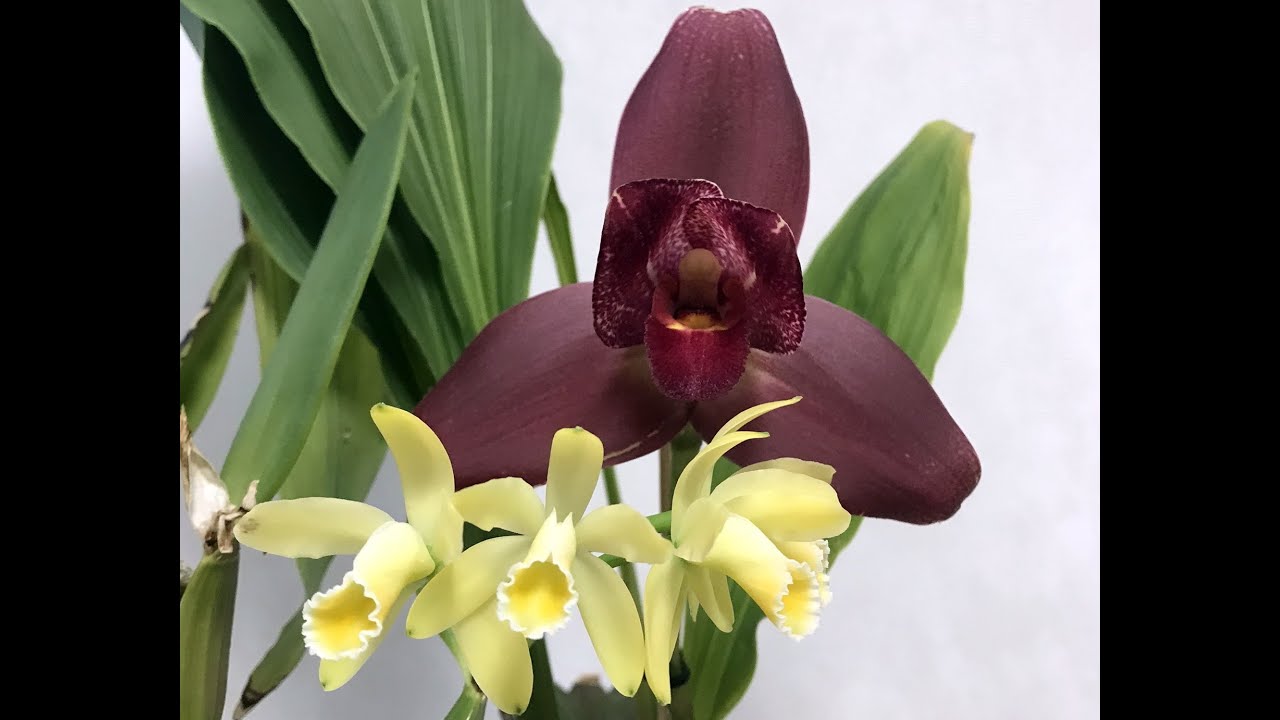 Орхидея ликаста - Lycaste Kiamа Miss Kobe x Lyc. Chita Sunset