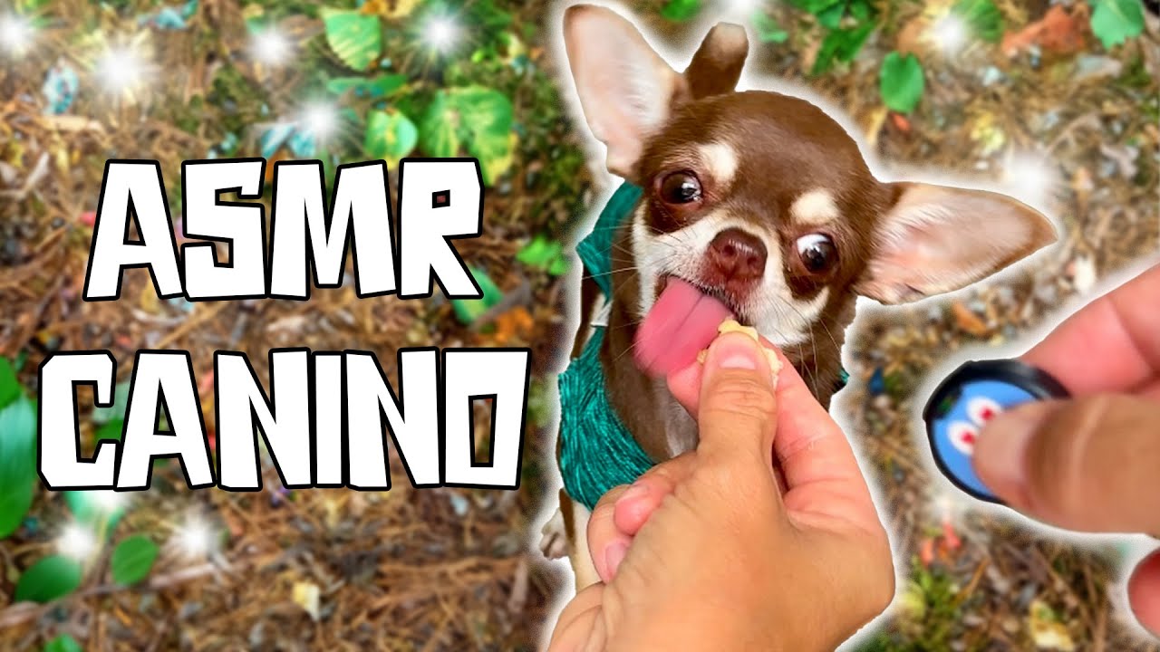 OS 10 SONS MAIS LEGAIS QUE MEUS CACHORROS FAZEM - ASMR DE CÃES