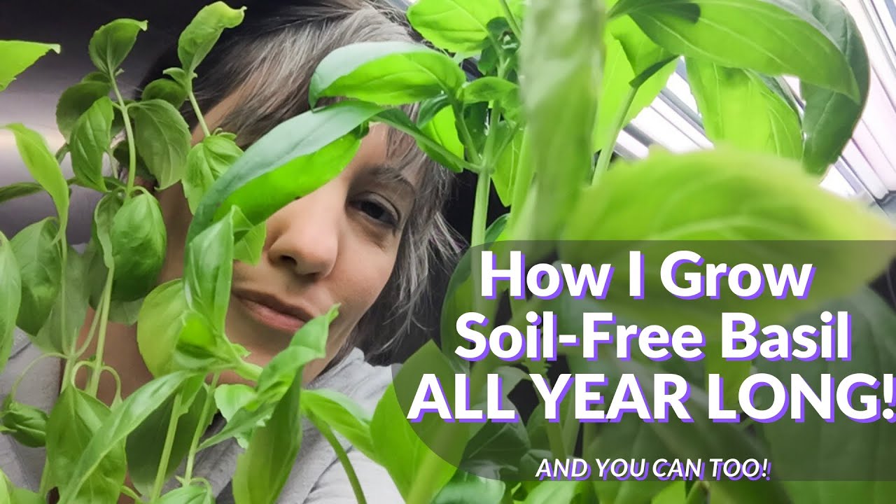 How to Grow Soil-free Basil all Year Indoors - perfect for small places