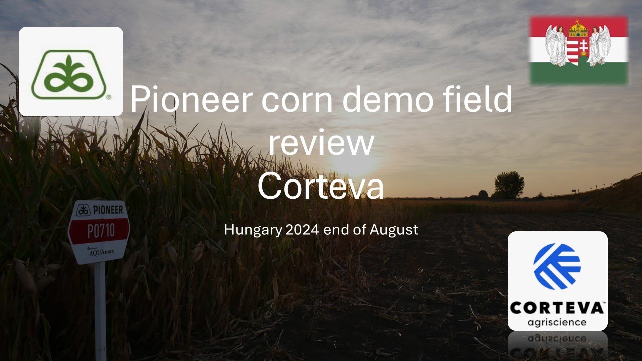 Pioneer Corteva Demo field Hungary 25 August 2024#agriculture #corteva #corn #seed #syngenta #dekalb