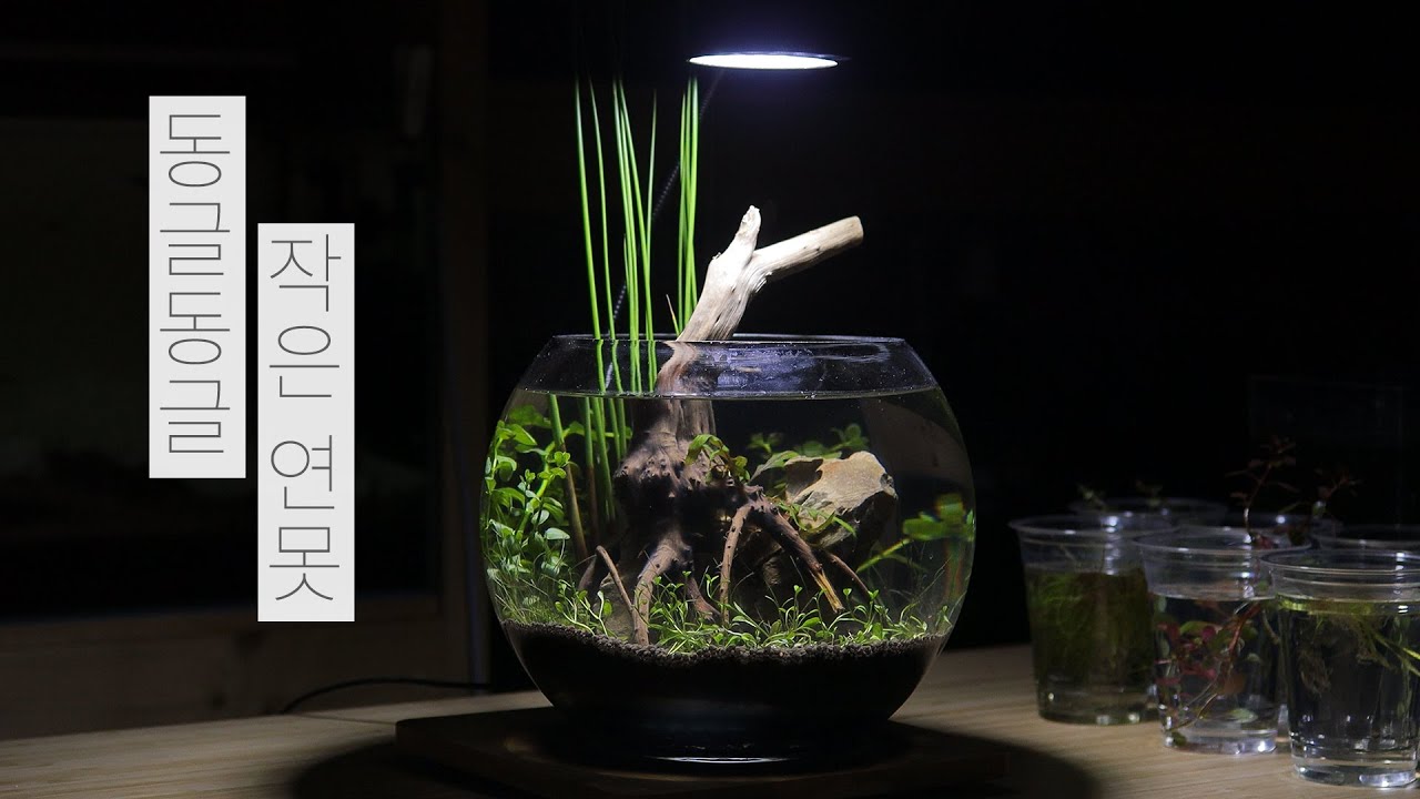 [ENG] 동글동글 작은 연못 만들기 | 그린볼 | 물멍 | Bowl Aquarium | MulMung