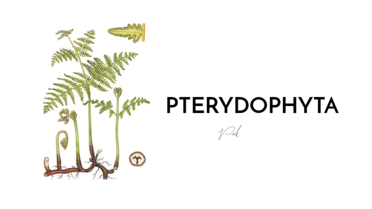 PTERIDOPHYTA ( Tumbuhan Paku)