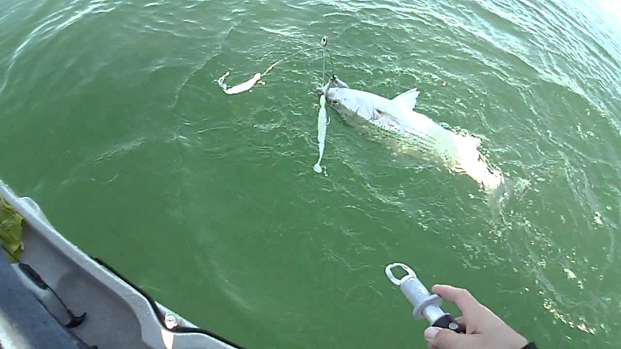 Havasu fishing