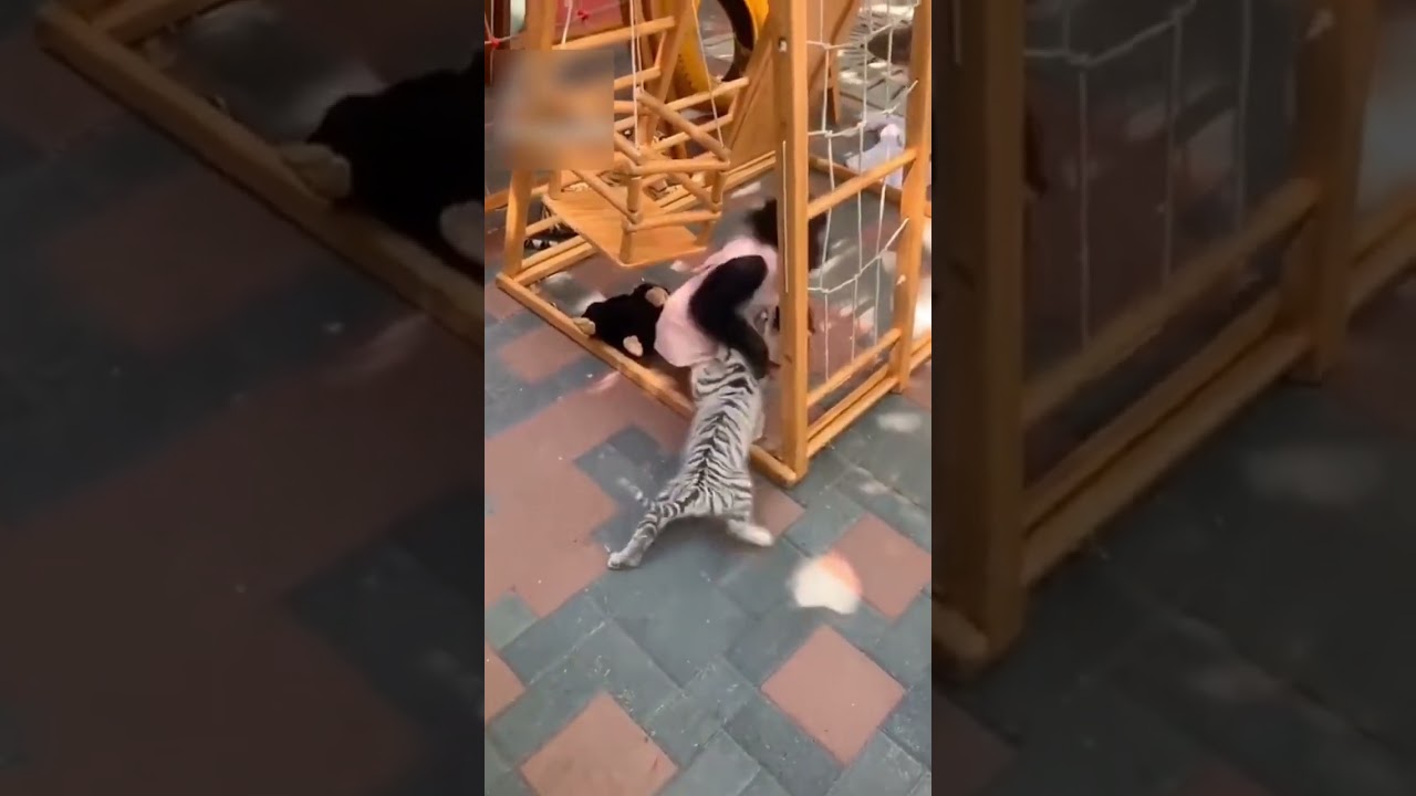 Tiger is the best friend