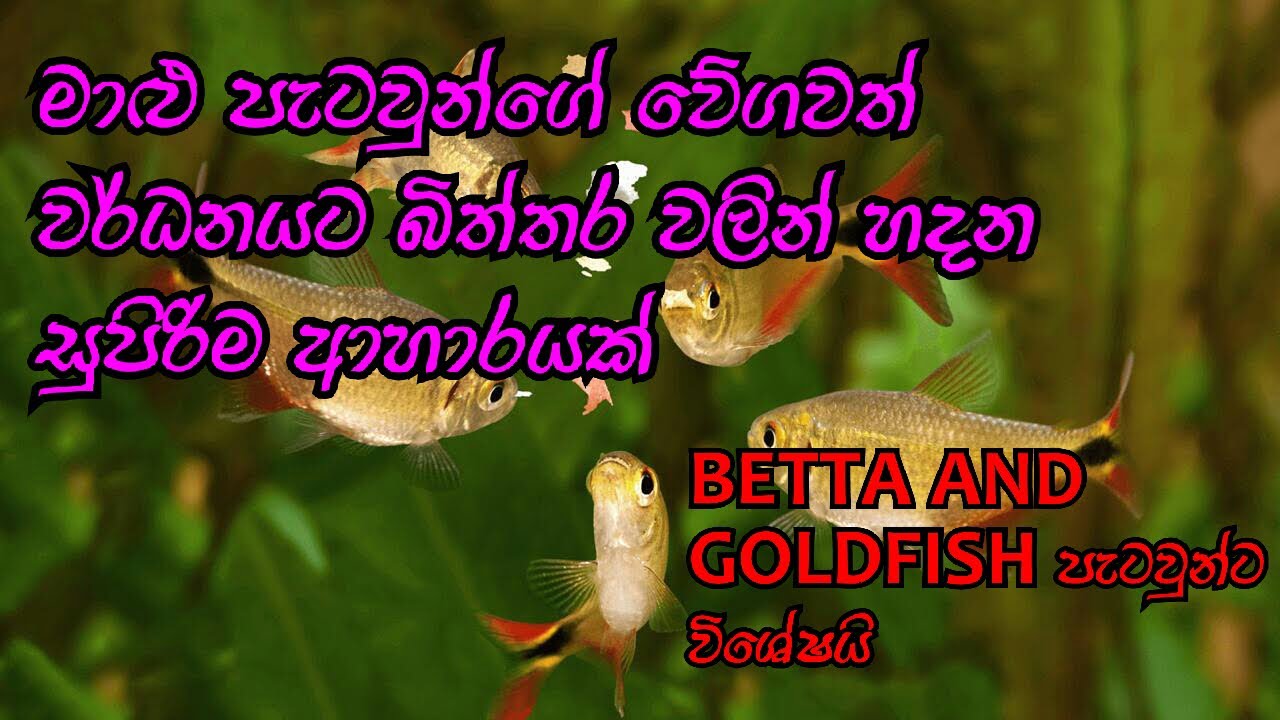 Easy fish dry food Sinhala/Betta Fry food sinhala/ D.H FISH ADVISOR