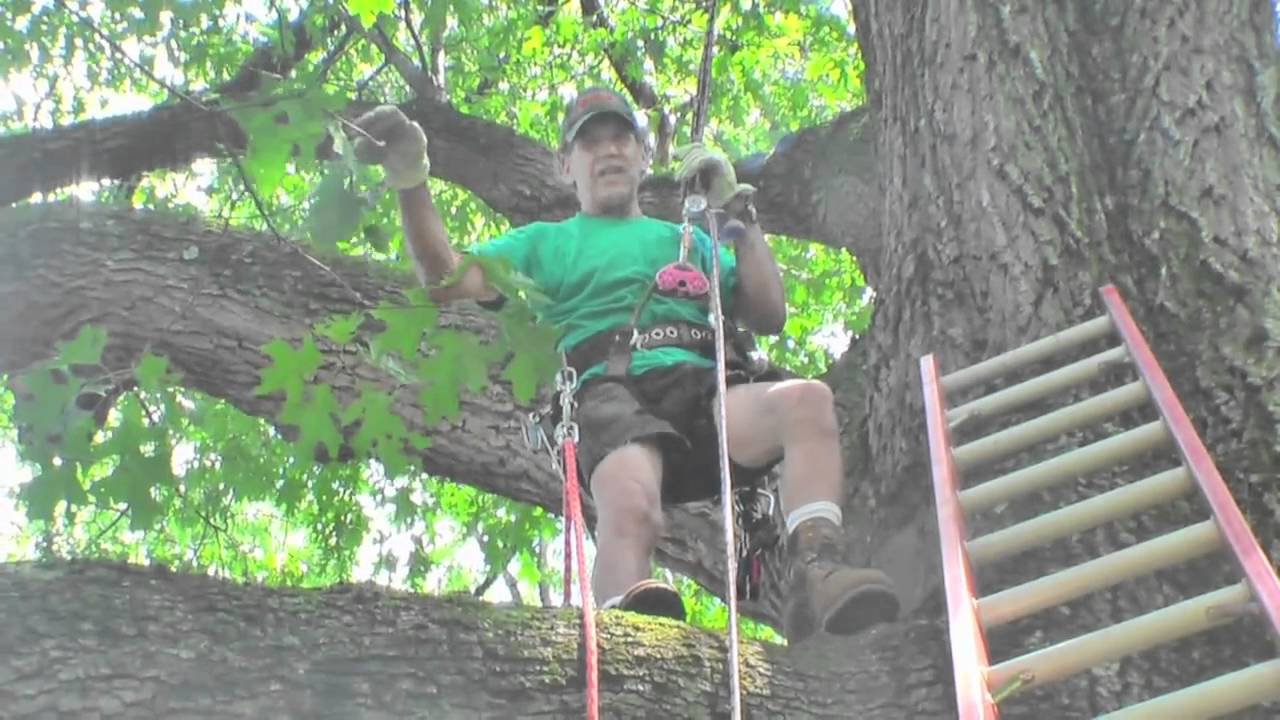 Red Oak Care
