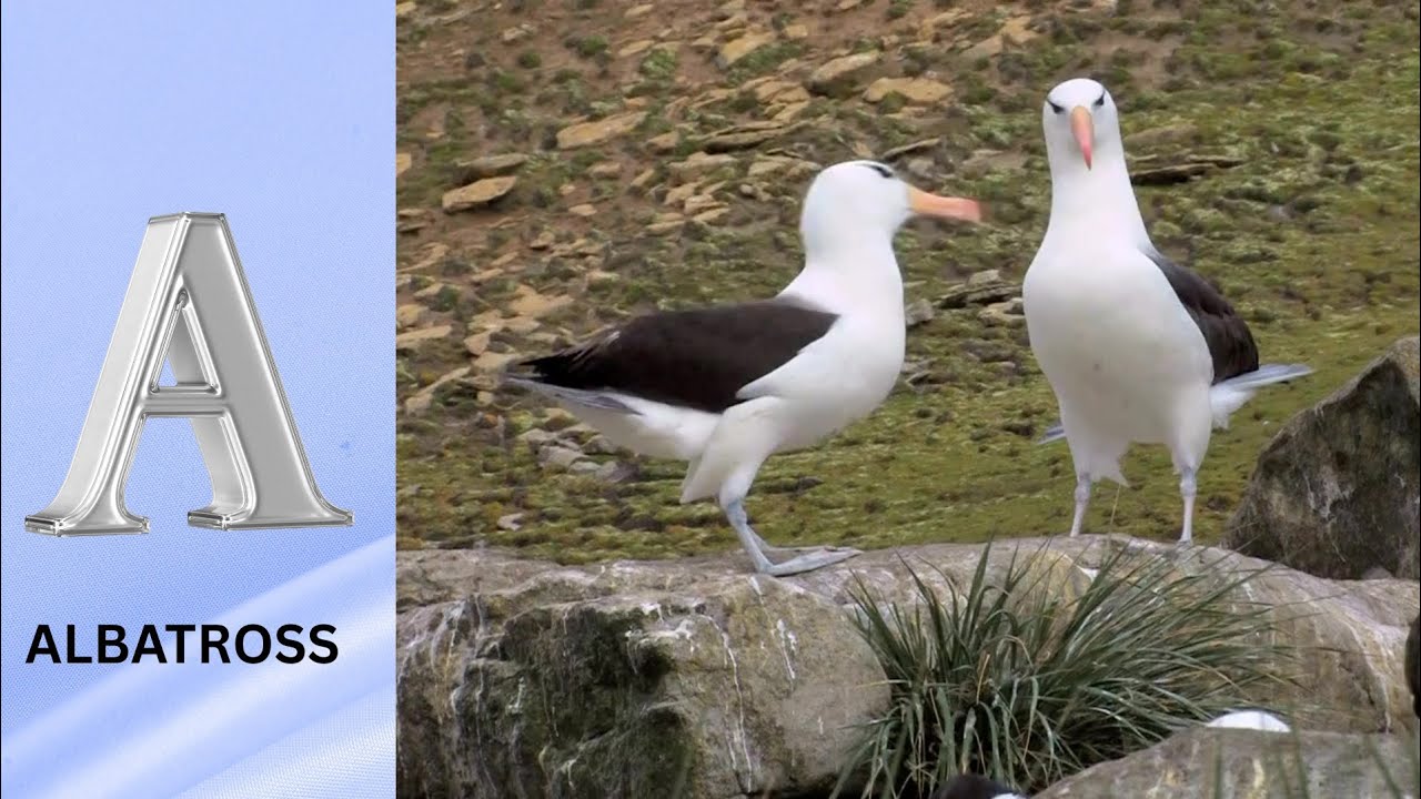 ABC Song | Birds ABC Song | Phonics for Kids| Learn ABC, Baby | Alphabet Letters