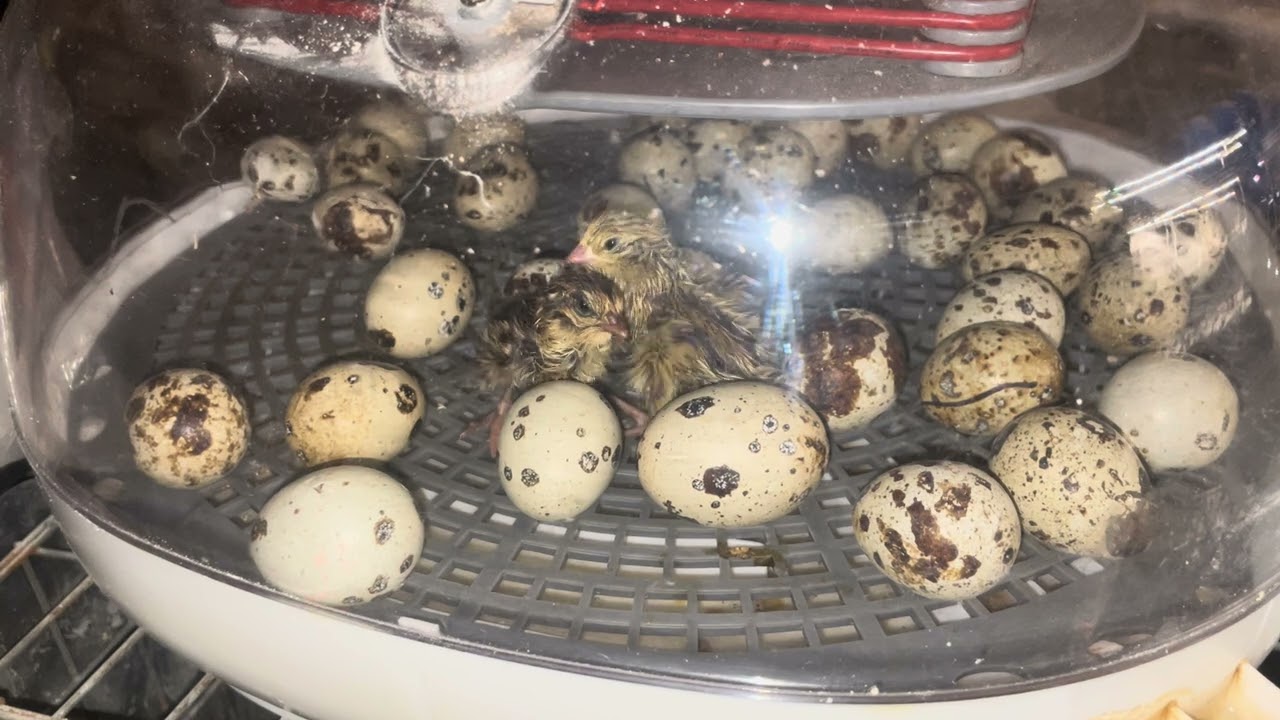 2 fresh peepers! This weeks Quail Hatch
