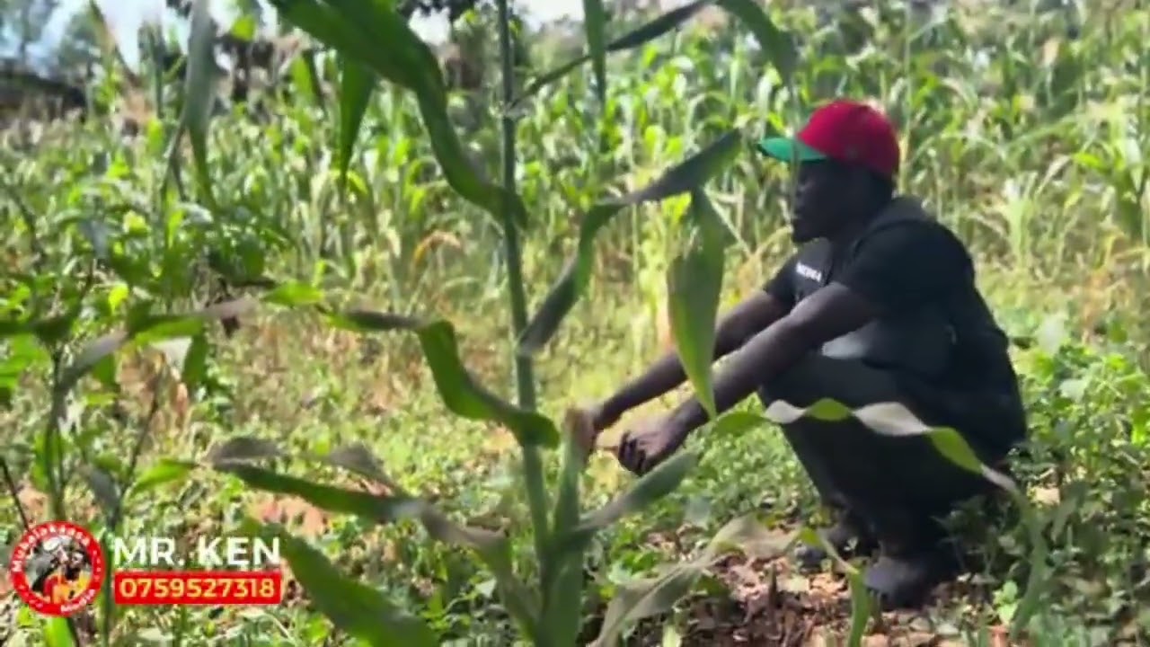 TAATA EYABA SENTE ZA MUWALA WE ATULABYE KI-MAFIA OLUVANYUMA LWO MUSANGA OGWOKUBIRI Part2