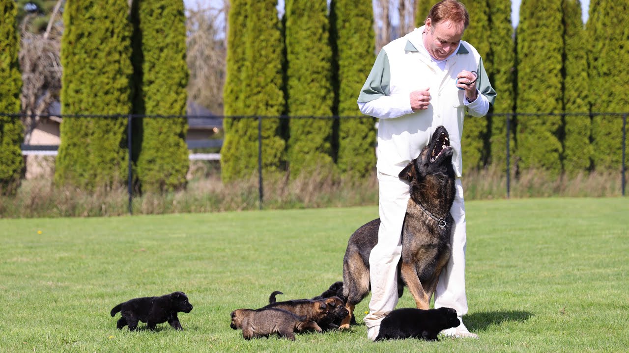 Growing Fast: 4 Weeks Old and Ready to Have Fun with Dad! | Kraftwork K9 Pro