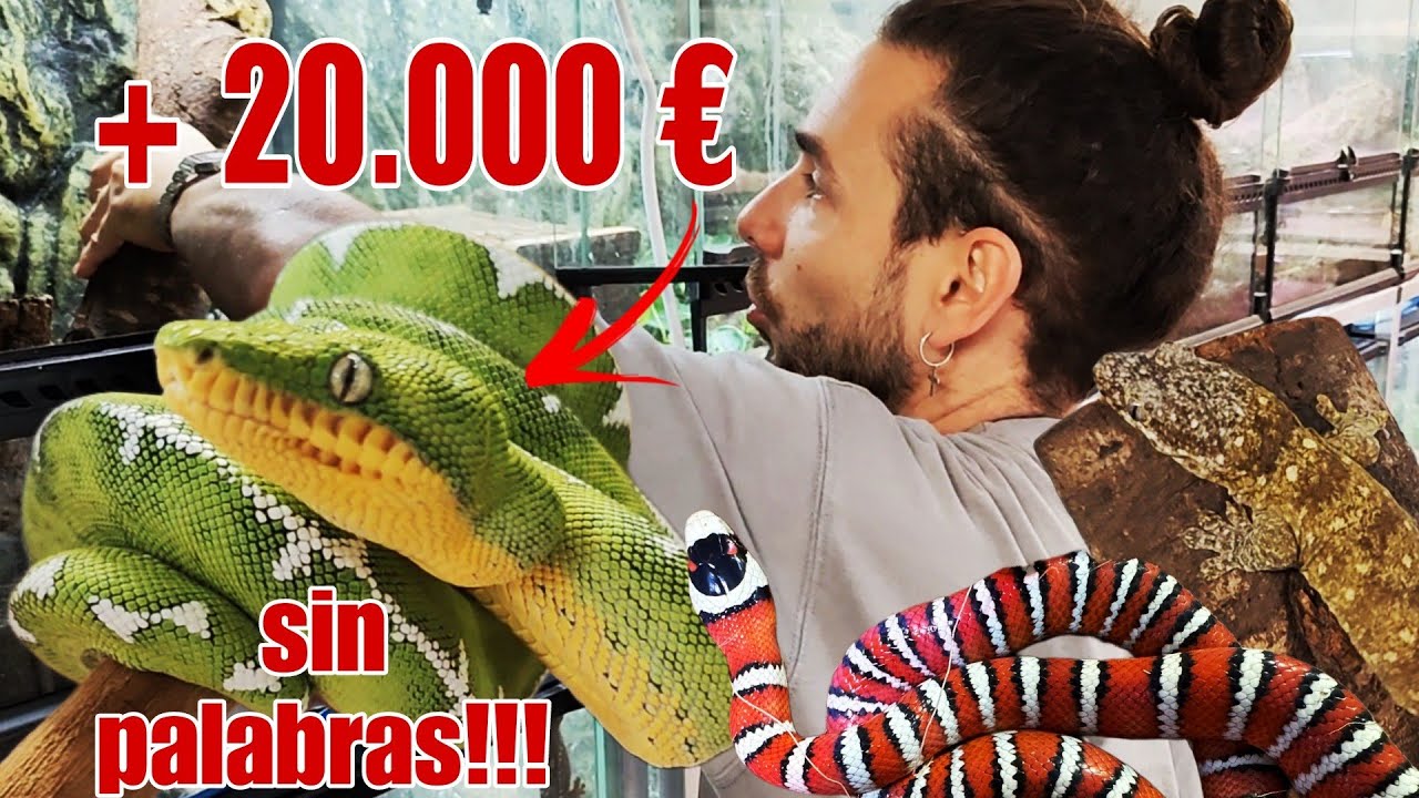La REPTILROOM de los MILLONARIOS!! Animales TOP, INSTALACIONES de INFARTO y ESPECIES ÚNICAS.