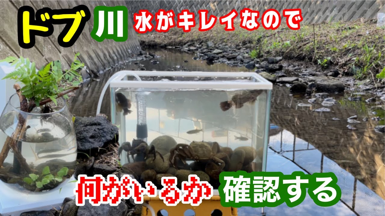 【ガサガサ・水槽立上げ】街中を流れる川で石の隙間からいきなり魚がポーンと飛び出す→水槽にいれて水槽立上げ合戦【アクアリウム/コラボ】