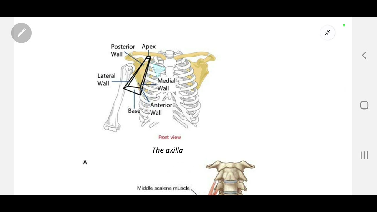Axilla- Anatomy I - physiotherapy 