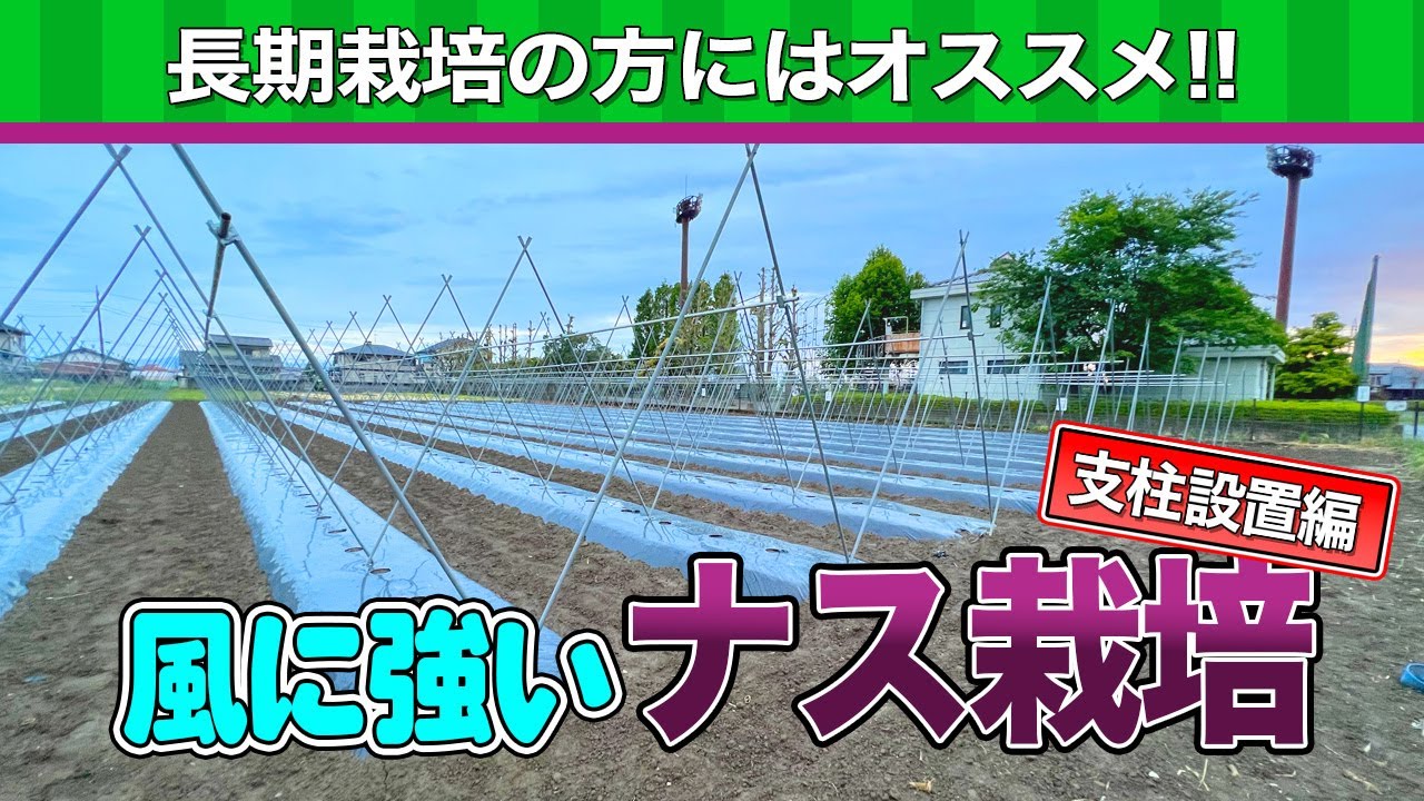 【秀品率向上】風からナスを守る栽培の準備〜支柱設置