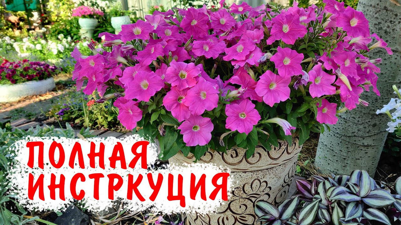 ВЫРАЩИВАЕМ ПЕТУНИИ КРУГЛЫЙ ГОД! Зимний уход за петуниями, черенкование