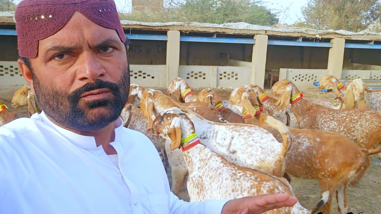 مکھی چینی گبن تیار بکریاں سستی آفر جلدی رابطہ کریں 