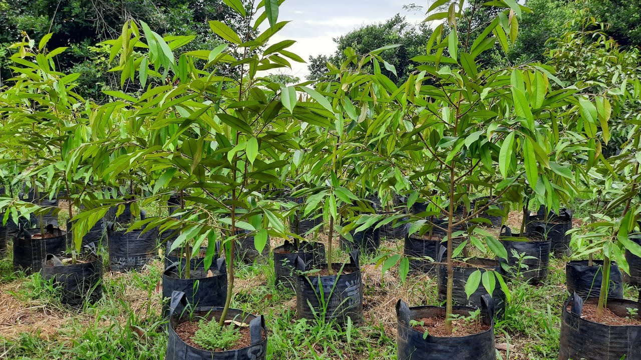 Perkembangan Pembesaran Bibit Setelah Rawat 3-4 Bulan.
