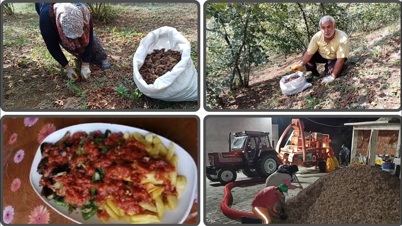 🏡 Köy Yaşamı | 🌰 Fındık Toplama, 🚜 Patoz Vurma & 🍲 Öğlen Yemeği | Günlük Vlog
