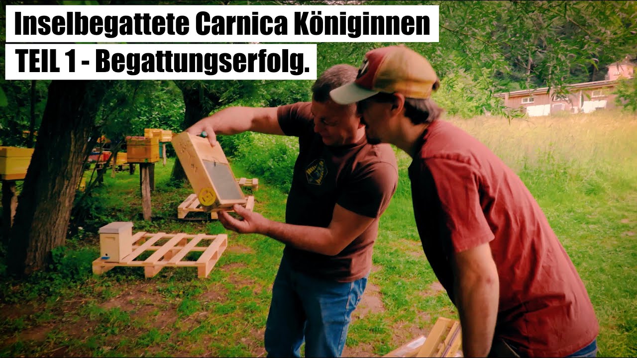 Inselbegattete Carnica Königinnen - Teil 1 - Begattungserfolg - Zu Besuch bei Bienendom.🌸🐝🤗