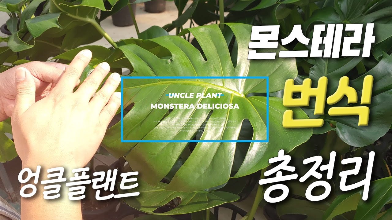 몬스테라 키우기 🌿 몬스테라 번식 몬스테라 삽목 🌱 Monstera deliciosa monstera care