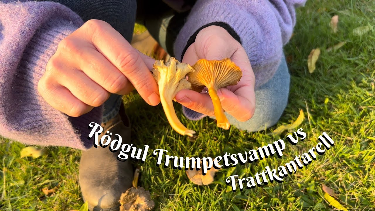 Rödgul Trumpetsvamp vs. Trattkantarell