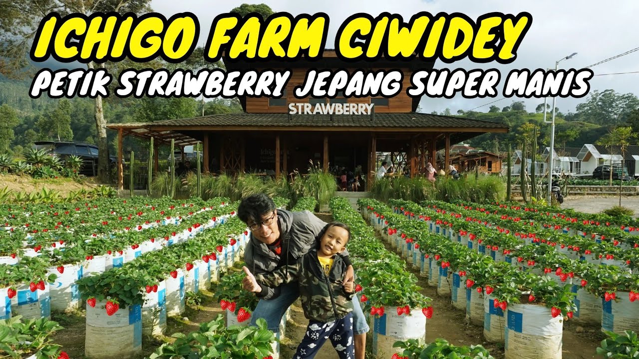 ICHIGO FARM Ciwidey | Panen Strawberry Jepang Super Manis (Updated terbaru  2024)
