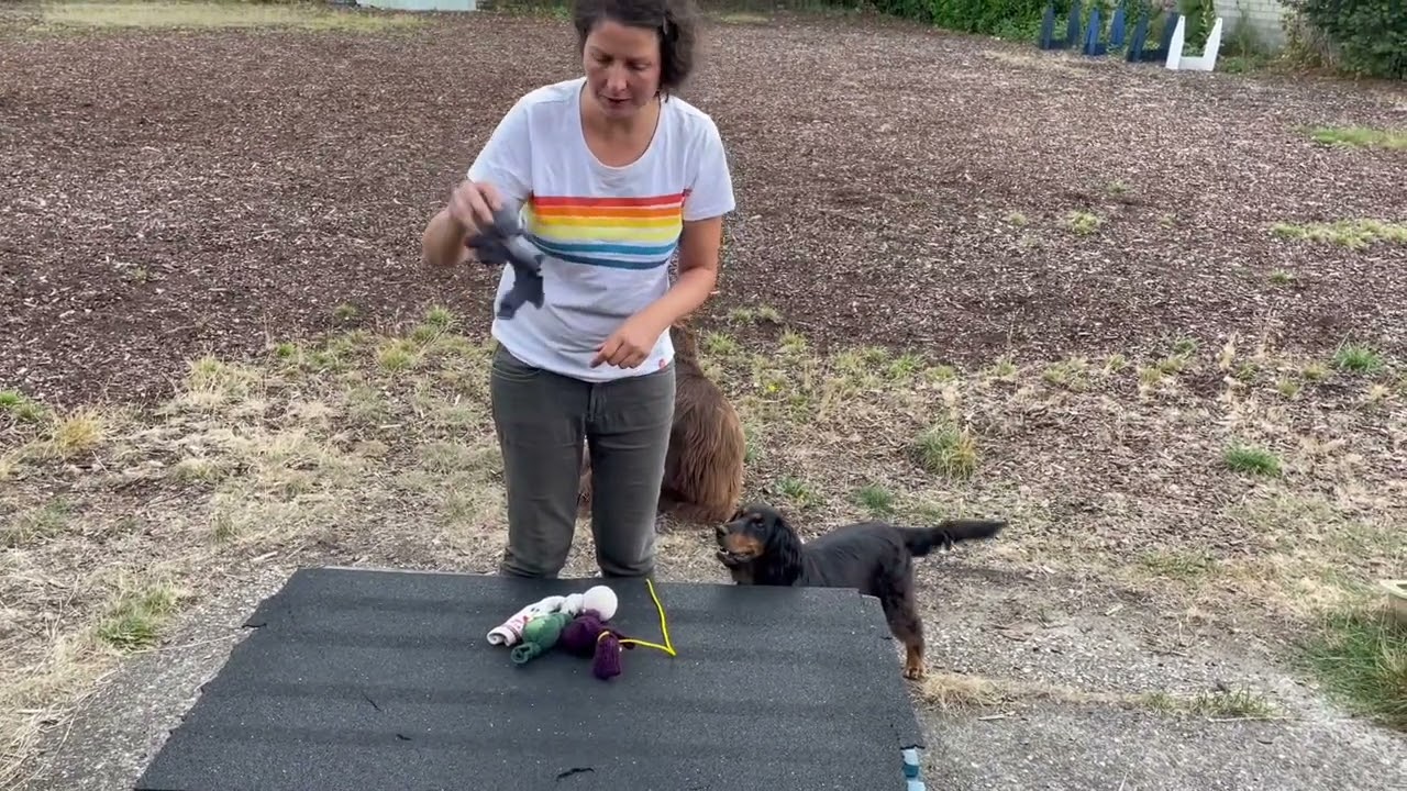 Hundespielzeug selbst gemacht: Basteltipp für Ball & Socke