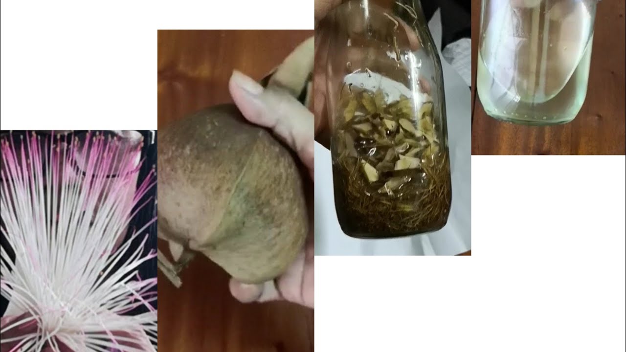 PAANO GAWING PANGHAPLAS ANG BULUBITUON