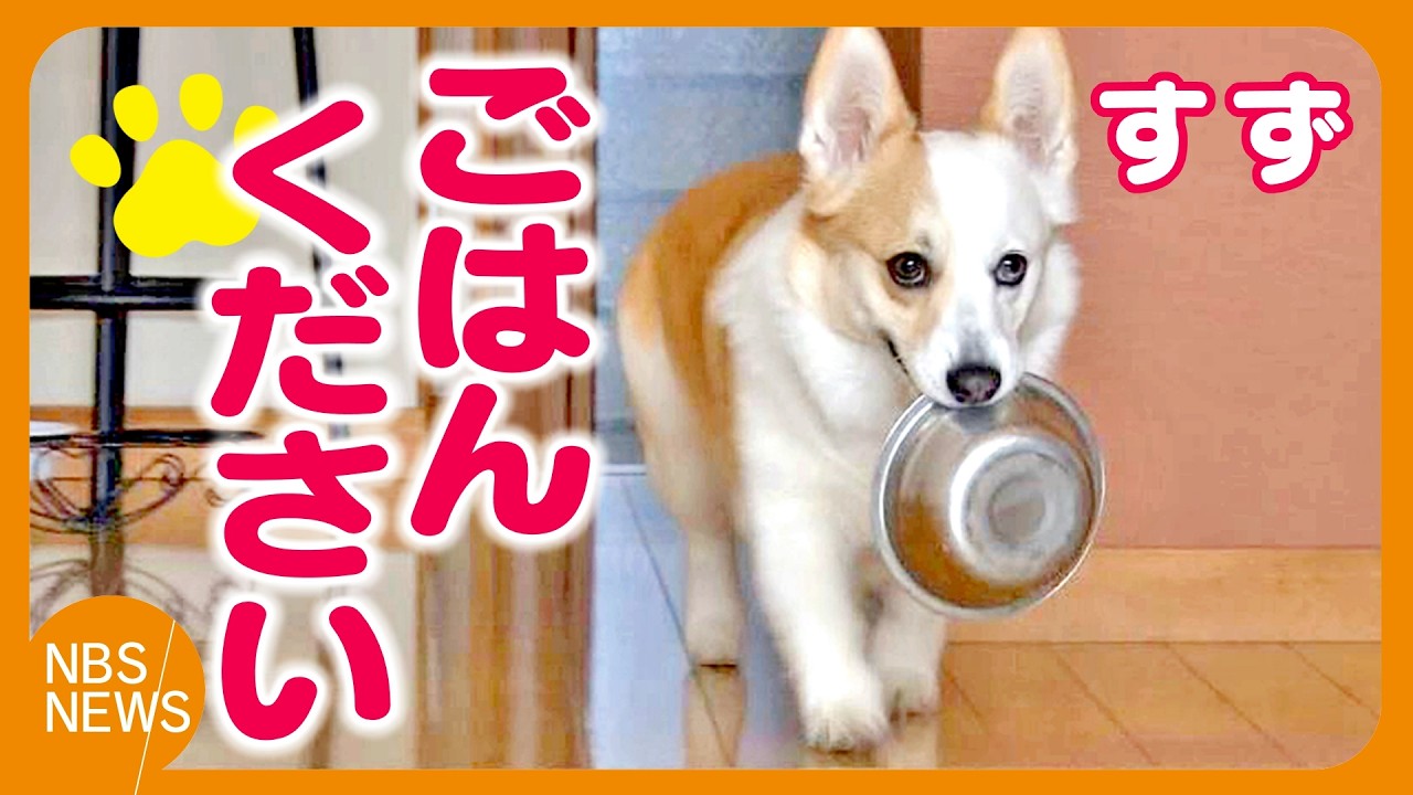 「ごはんください」 自分で餌入れを運んでくる「すず」