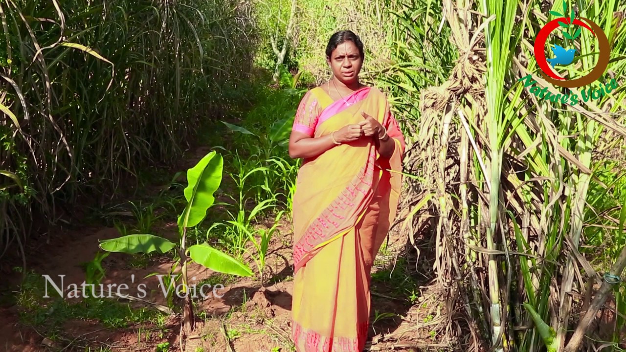 Natural Farming | Sugarcane intercropping success story(Telugu)