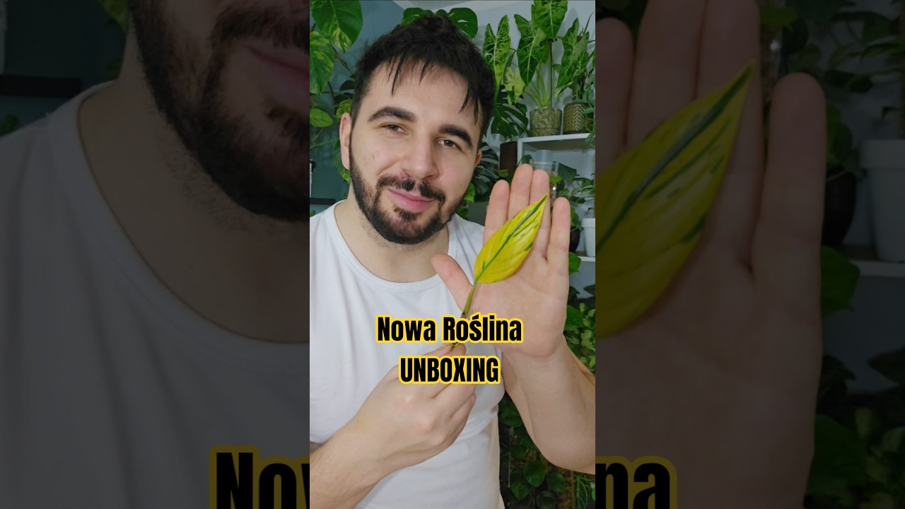 Nowa roślina w kolekcji 🌿 Scindapsus repestris &lsquo;Aurea&rsquo; | Unboxing