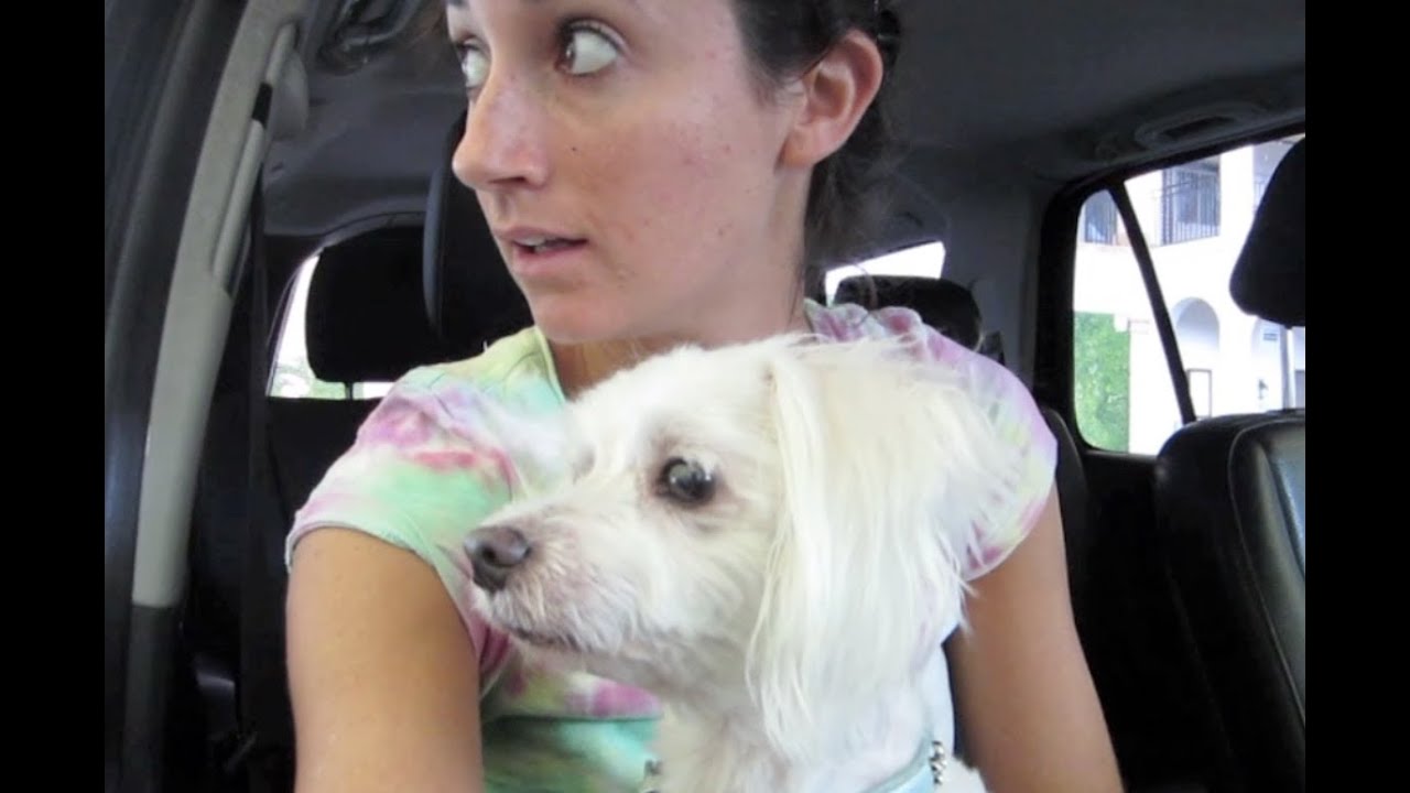 Dog running in sleep (9/25/11)
