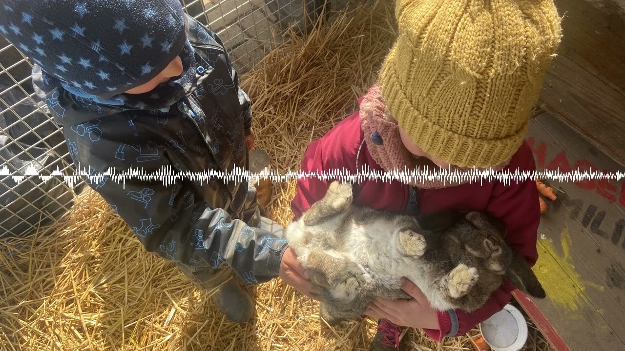 Langenau: So funktioniert ein Bauernhof-Kindergarten - Schwabenreporter