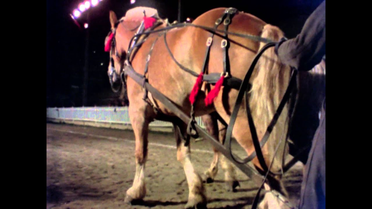 Heavy Horse Pull