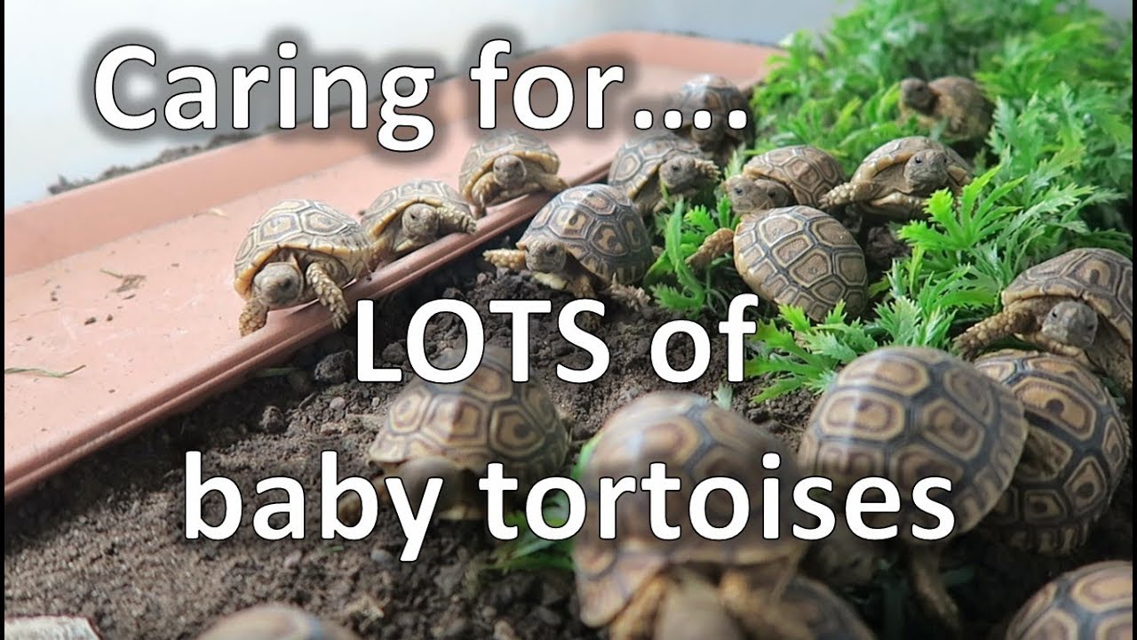 Hatchling update: Caring for lots of baby tortoises | happytortoises