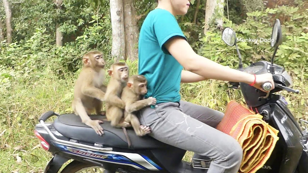 Moly & Zuji Very Scare When Ride Motorbike With Mom To Visit Forest