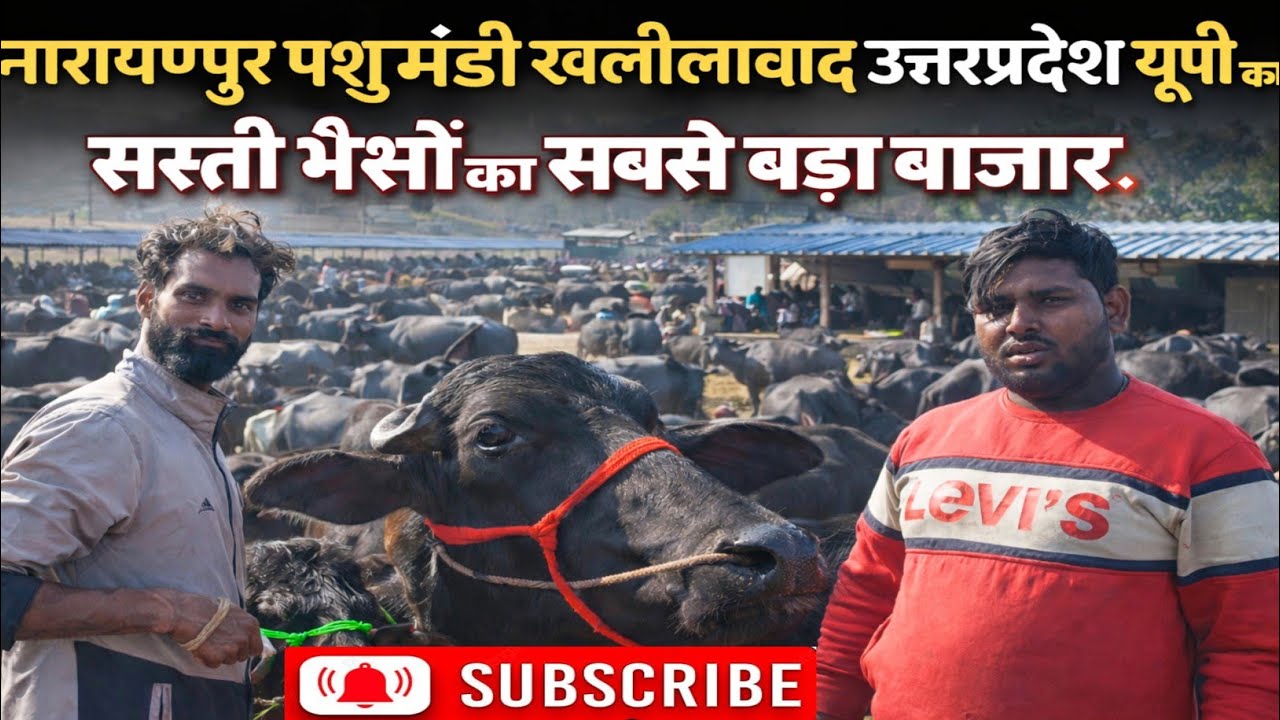 नारायणपुर पशु मंडी खलीलाबाद उत्तरप्रदेश। #cow #cows #buffalo #baffalo #pashumandi #murrah #trending 