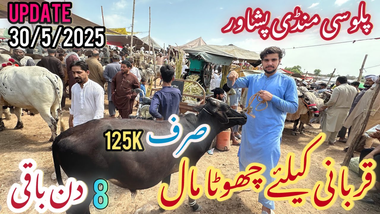 Palosi mandi Peshawar/aj bohot rush /Eid-Ul-Adha ke leya chota mall/Today update 30/5/2025 / haseeb