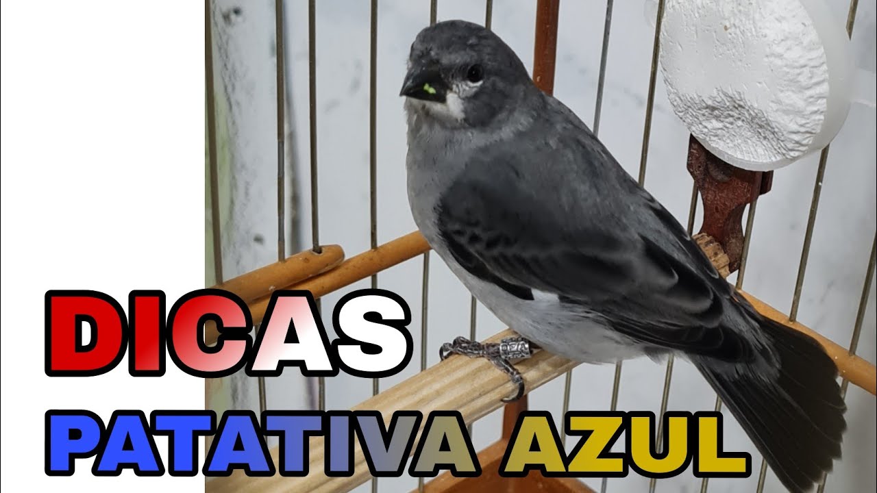 ✅ PATATIVA AZUL  DICAS E CURIOSIDADES