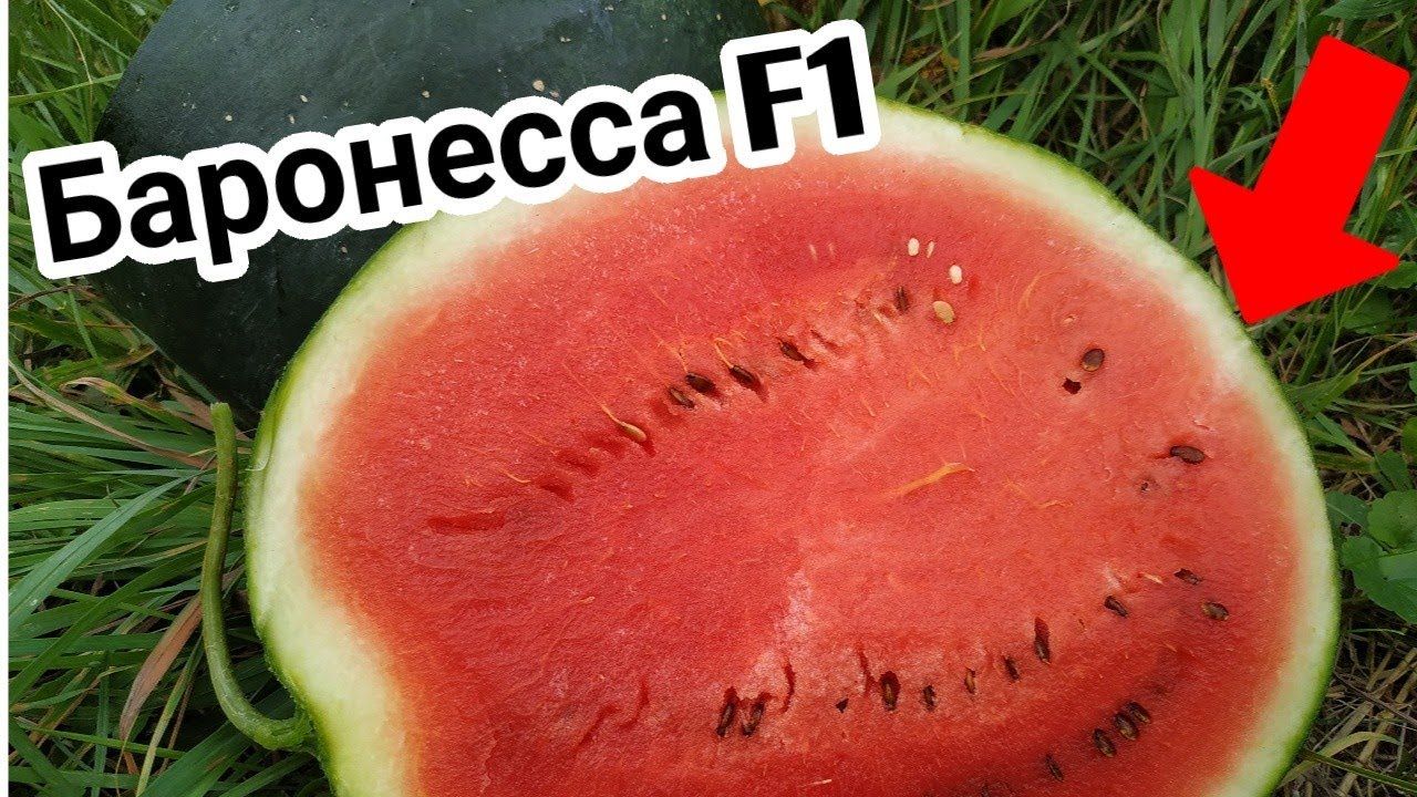 КАК вырастить 30 АРБУЗОВ 🍉🍉🍉? Арбуз БАРОНЕССА F1 от фирмы  Rijk Zwaan.