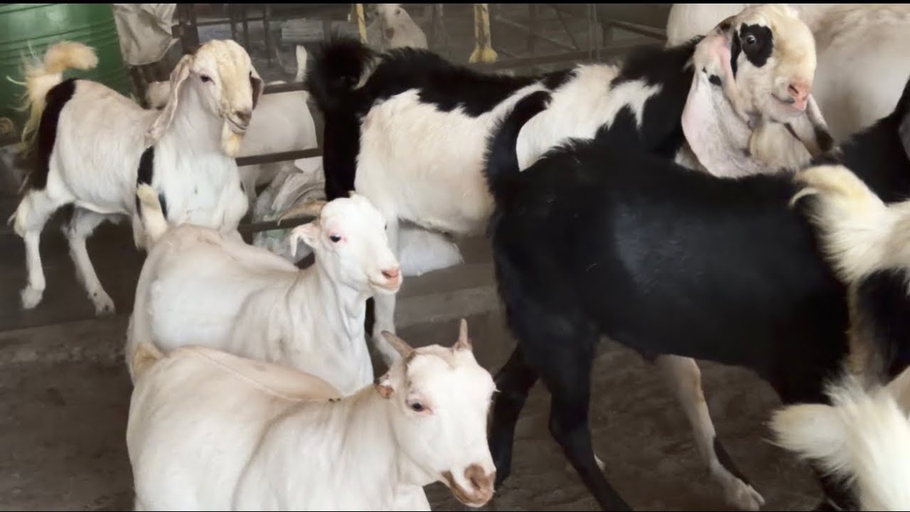 CHOTE BACHHO KI TYYARI DEKHO MASHALLAH||SABHI BAKRE PUNCH HO GYE||SABRIGOATFARM DAILY VLOG