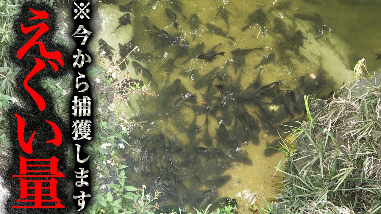 【人数増員】沖縄で異常繁殖した外来種を『巨大な網』で追い込んで捕獲せよ！リベンジなるか！！！！