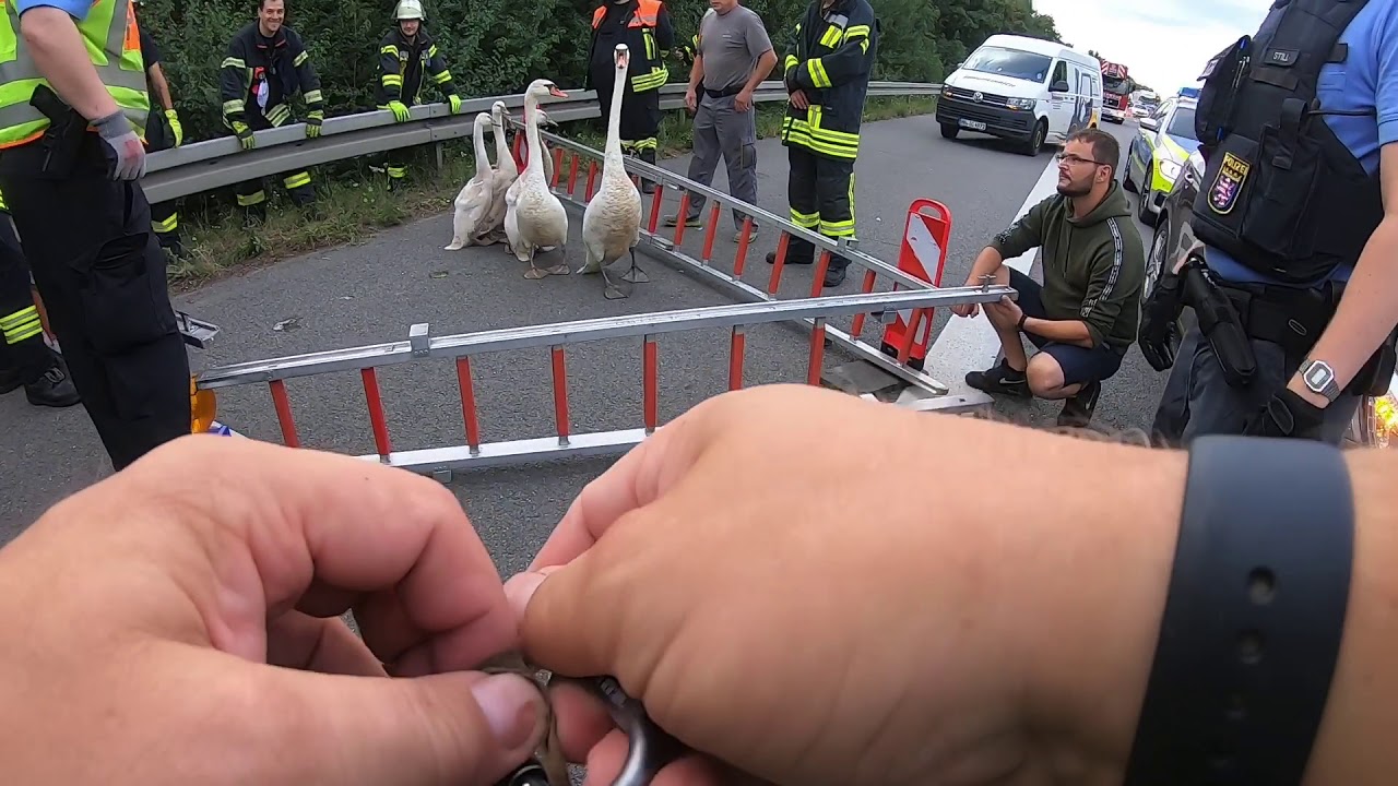 Schwanenfamilie auf der A5 unterwegs
