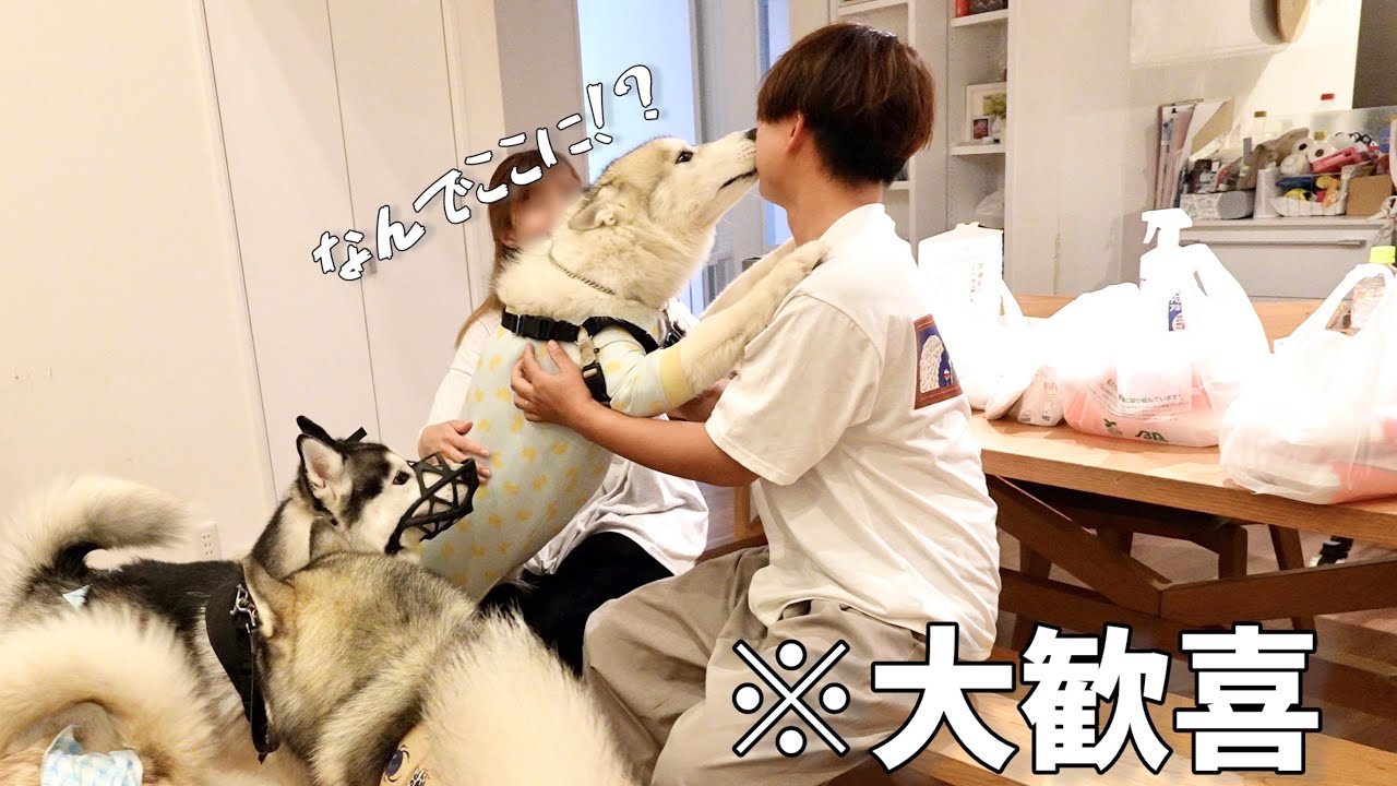【合宿】大好きな友達のパパに数ヶ月ぶりに会ったら抱きついて大喜びww 【ハスキー10頭大集合】