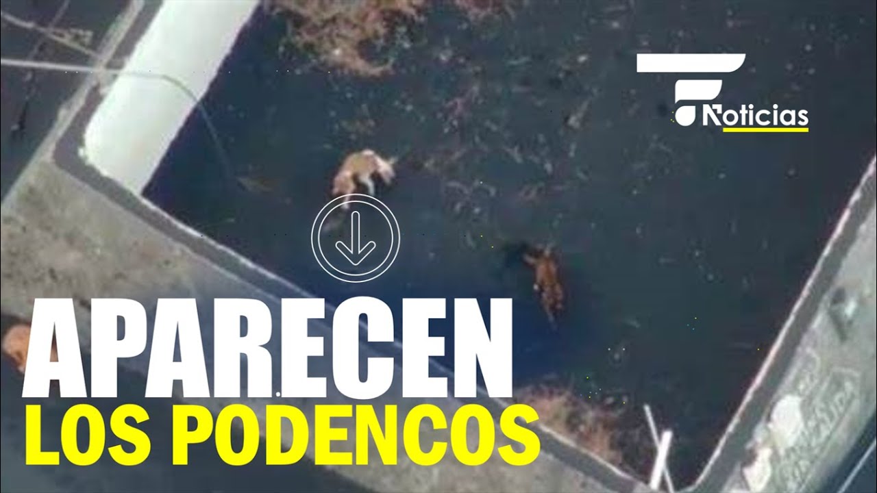 PRIMERAS im&aacute;genes de los podencos LA PALMA