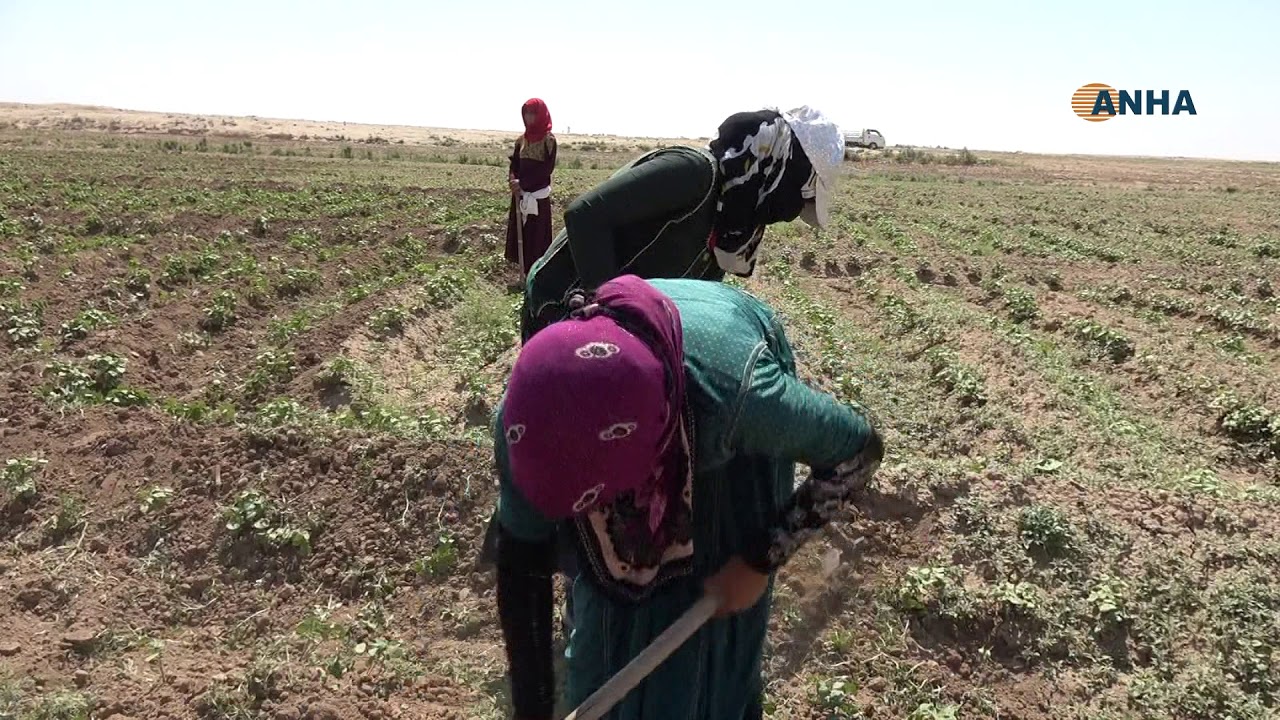بالرغم من الصيام   نساء ريف الرقة يعملن في الحقول