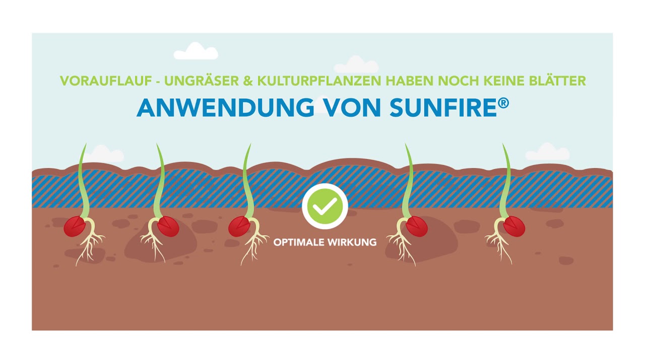 Sunfire gegen Ungr&auml;ser im Herbst &ndash; so geht&lsquo;s