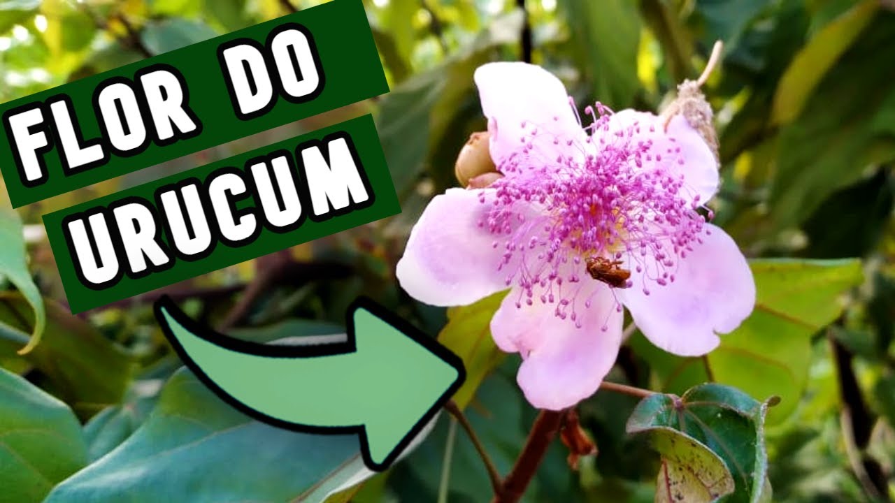 Como &eacute; a flor de urucum? #m&uacute;sicarelaxante
