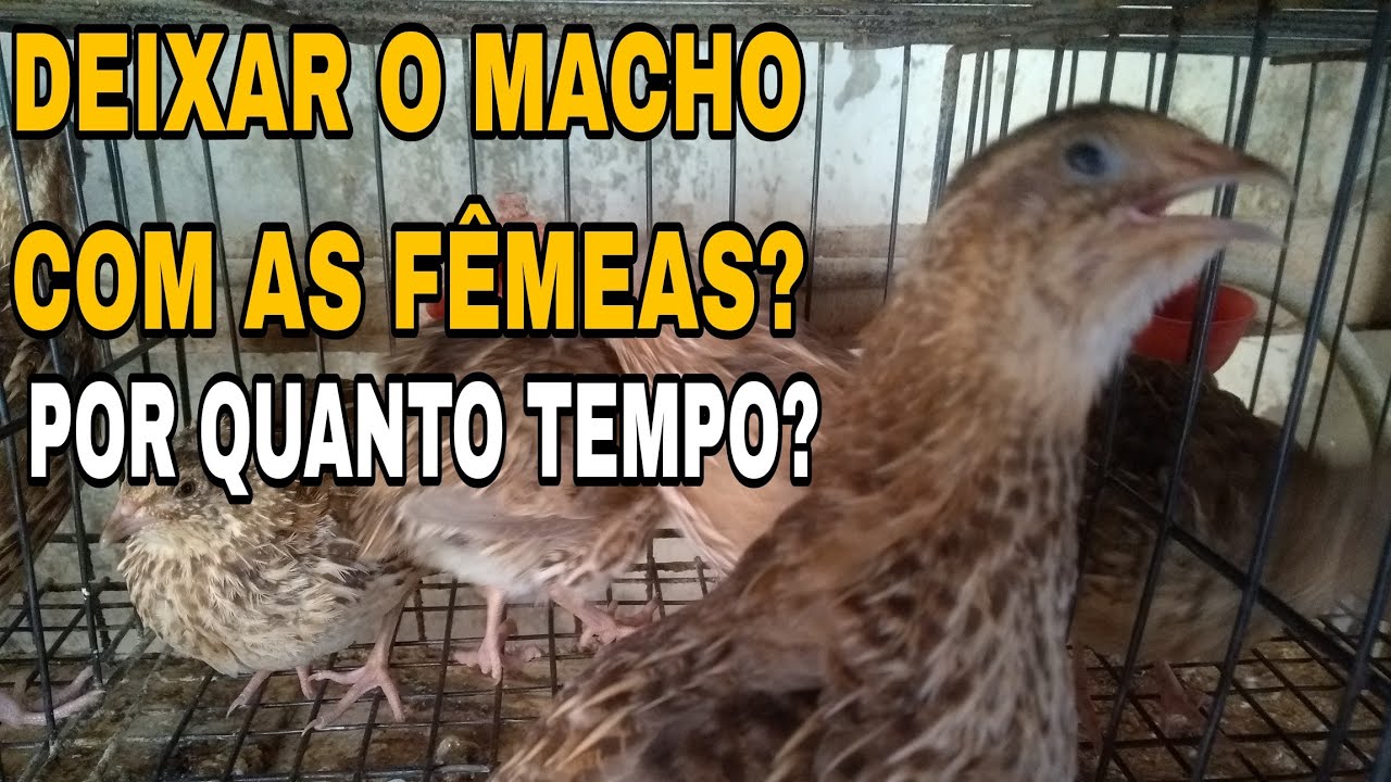 OS MACHOS DE CODORNAS, PRECISAM FICAR O DIA INTEIRO COM FÊMEAS PARA OVOS FÉRTEIS OU NÃO?