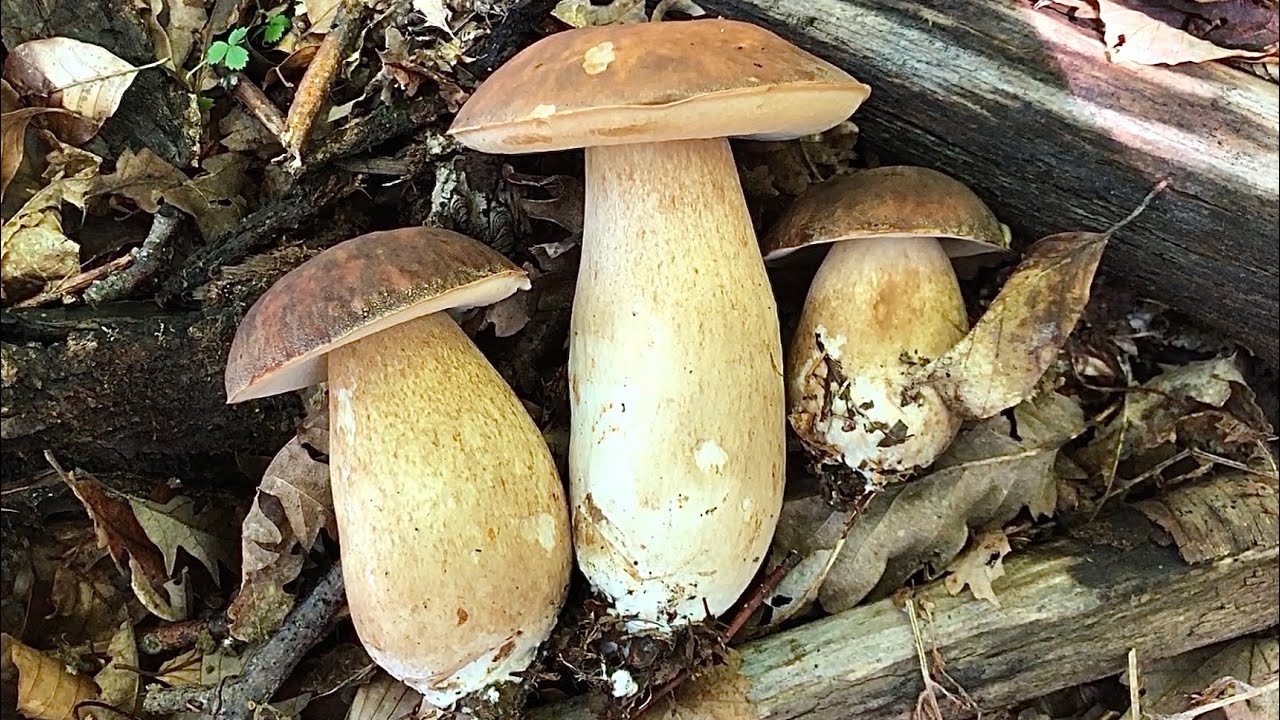 PORCINI SETTEMBRE 2020 - Bellissimi BOLETUS AEREUS Del NORD-EST!!!